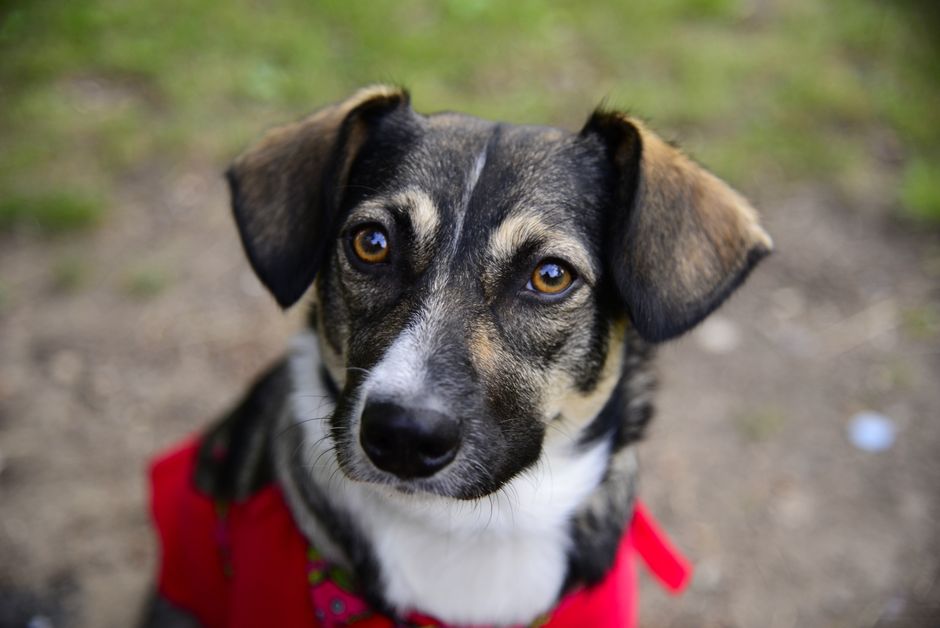A close-up of a small, energetic dog with a short, black, tan, and white coat and expressive amber eyes, wearing a bright red harness and a colorful, patterned collar. The dog is outdoors on a dirt pa