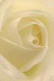This evocative close-up draws you deep into the heart of a silky cream-white rose, as though you could nestle among its delicately spiraled petals and absorb the quiet peace of Dartmouth Park itself. Each layer unfurls with tender precision, whisper-light, suggesting the morning dew clinging to flowers along Dartmouth Park Hill at dawn. Soft, diffused light creates a subtle luminosity, with graceful shadows curling through the ivory folds, heightening the flower's sculptural depth. The scene is suffused with tranquility and quiet reflection-the very essence of a heartfelt gesture marked by reverence or admiration. For a florist in Dartmouth Park, this rose is the purest emblem of grace and sincerity, making it the perfect choice for moments of sympathy, tribute, or to celebrate new beginnings. Imagining its soft, sweet fragrance is almost inevitable; the scent nearly hovers in the cool air. This composition, crafted with expert hands and an artist's vision, not only captures a beautiful bloom but preserves the emotional artistry and intent behind every arrangement given or received in our welcoming local community.